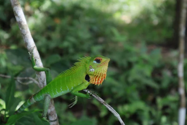 怒った顔スリランカでオレンジ色の腫れた頬を持つ一般的な緑の森のトカゲ Calcalcotes — ストック写真