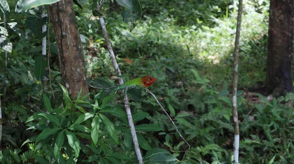 繁殖期に 赤い色の頭を持つオスの一般的な緑の森のトカゲ Calcalotes スリランカの野生地域の木の茎の上に座っています — ストック写真