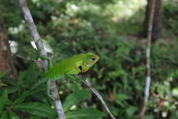Μια Κοινή Πράσινη Σαύρα Του Δάσους Calotes Calotes Περίεργο Πρόσωπο — Φωτογραφία Αρχείου