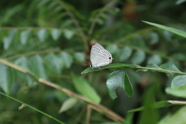 庭のカレーの葉の先端にある小さな一般的なセルリアン蝶 Jamides Celeno の側面図 — ストック写真