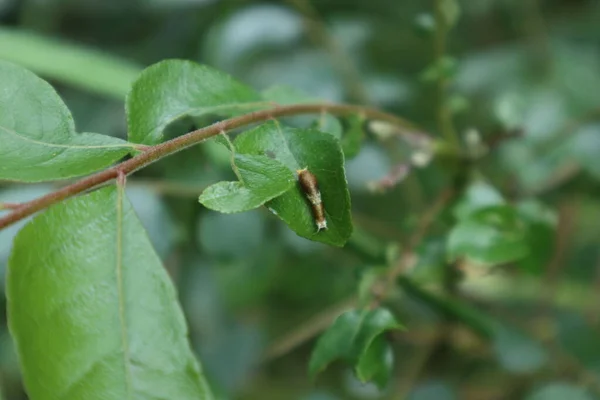 在花园的咖喱叶上 一个普通的摩门教毛毛虫 木瓜毛虫 的高角度视图 — 图库照片
