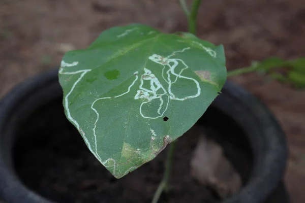 Yılan Yaprağı Madencisi Liriomyza Brassicae Tarafından Tahrip Edilen Bir Patlıcanın — Stok fotoğraf