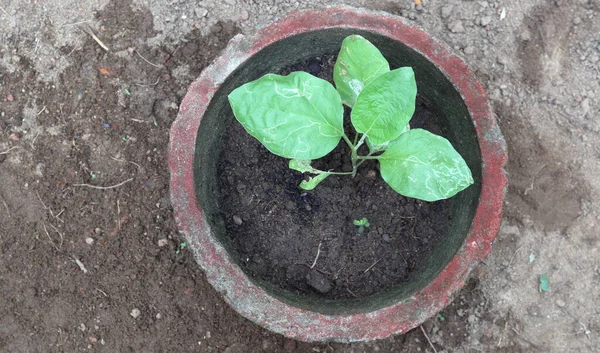 Visão Aérea Uma Pequena Planta Berinjela Solanum Melongena Crescendo Pote — Fotografia de Stock