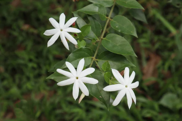 Zblízka Bílé Květy Odrůdy Jasmín Kvetla Zahradě — Stock fotografie