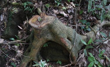 Sert Alstonya ağacının (Alstonia Macrophylla) bir ağaç gövdesinin yan görünüşü. Kökleri granit bir kayayı kaplayan bir ağaç gövdesini büyütmüş.