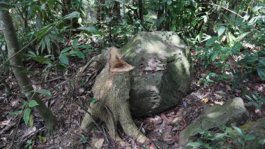 Hard Alstonia ağacının kesilmiş kütüğünün manzarası granit bir kayanın yanında yetişir ve çevreleyen vahşi bölge...