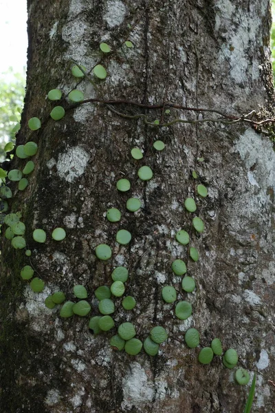 一种龙鳞蕨类爬行蕨类植物 也被称为培根蕨类 Pyrrosia Piloselloides 带着苔藓和海藻生长在橡胶树树干的表面 — 图库照片