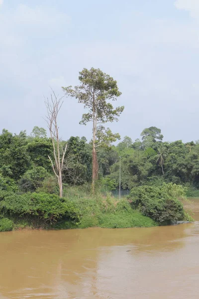 A tall growing tree and dead tree near to each other on the Kalu Ganga river bank in the Sri Lanka, With surrounding area