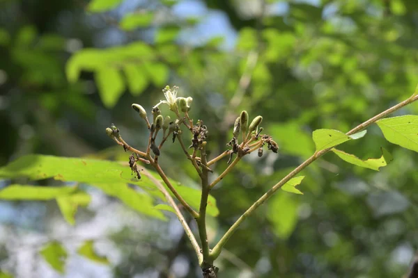 Eine Blühende Selbstbestäubende Winzige Blume Eines Currybaums Murraya Koenigii Mit — Stockfoto