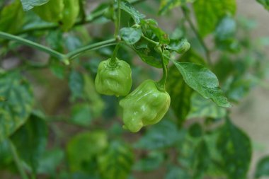 Bahçedeki dal dalından sarkan iki yeşil Capsicum Chinense biber kabuğunu kapatın.