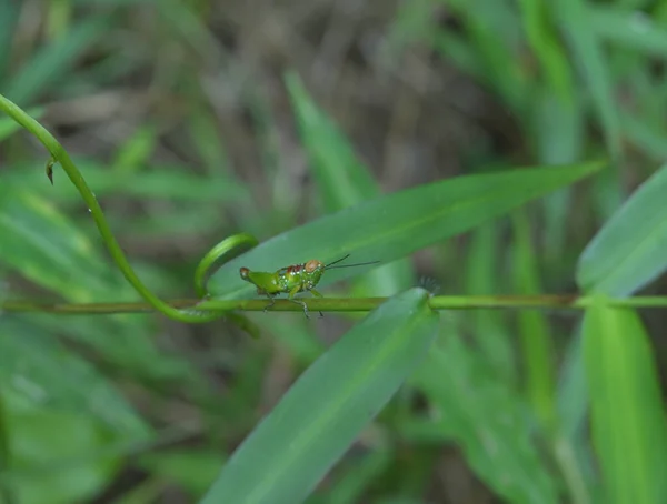 一只五颜六色的绿色蚱蜢栖息在野外的一根草茎上 — 图库照片