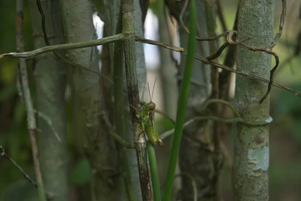 多色の緑のバッタが茎の上に垂直に座っています — ストック写真