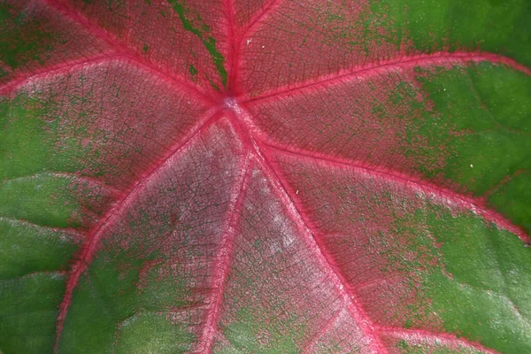 Extrémní Zblízka Červeně Zelený Pohled Povrch Listu Caladium — Stock fotografie