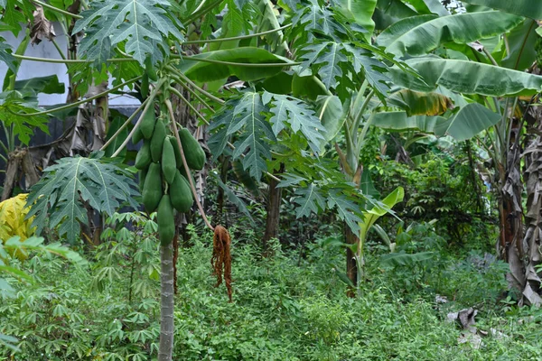 Ett Papaya Träd Med Växande Gröna Papaya Frukter Och Blad — Stockfoto