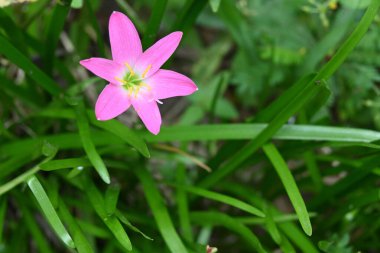 Çiçek açmış bir huniye yakın ev bahçesinde pembe renkli gül zambağı (Zephyranthes Rosea) çiçeği