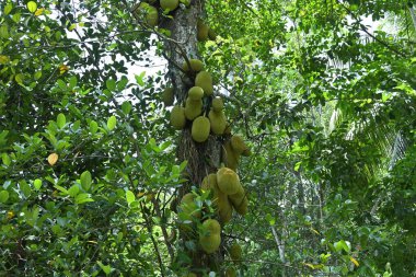 Bir Jack ağacı gövdesi (Artocarpus Heterophyllus) arka bahçede meyve, dal ve yapraklarla dolu.