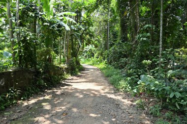 Çevresi yarı orman manzaralı, küçük, harap bir yol manzarası.