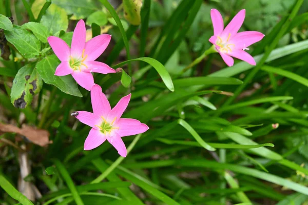 Mawar Merah Muda Bunga Bunga Bakung Mekar Taman Lebih Banyak — Stok Foto