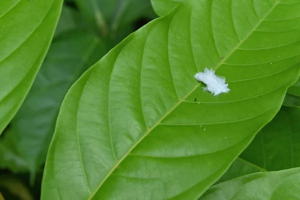 stock image A small white bird feather has fallen on top of a large wild leaf surface