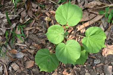 Arka bahçede yetişen bir Hint Mallow 'u (Abutilon Indicum) tıbbi bitki, yukarıdan çekilmiş bir resim