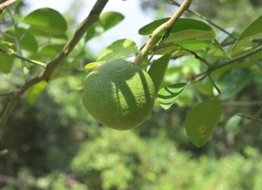 Sri Lanka 'daki bir turunçgilin dalında büyüyen yeşil bir turunçgilin yan görünüşü.