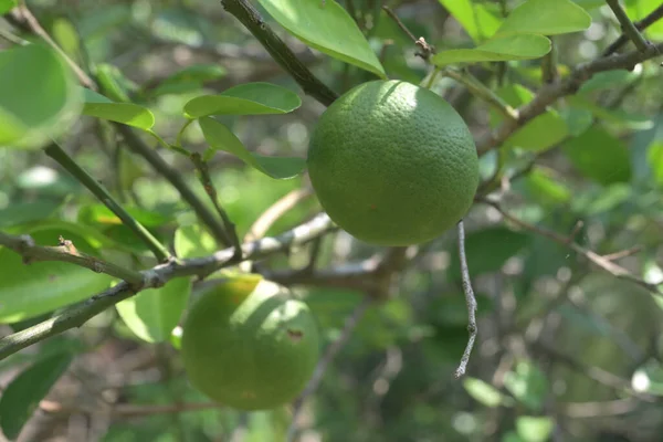 Een Groene Citrus Vrucht Uitzicht Van Opknoping Van Citrus Plant — Stockfoto