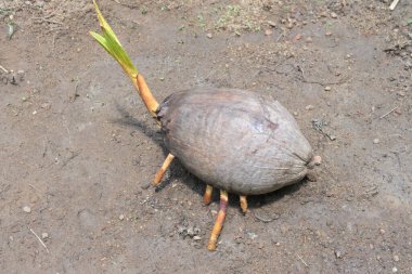 Islak topraklarda filizlenen bir Kral hindistan cevizi, Hindistan cevizi meyvesinin kökleri ve yaprakları gelişmiştir. Meyvenin arkadan görünüşü
