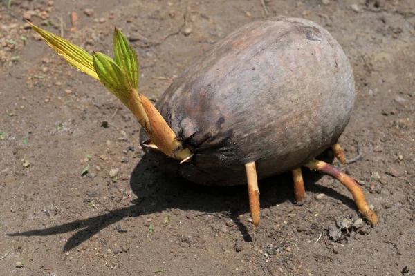 stock image Closeup of a germinating King coconut with growing first leaf and developing roots, the coconut fruit is on the wet soil