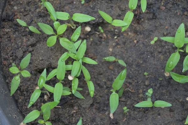 Chili Kiełki Rosnące Plastikowym Garnku Nowo Pojawiające Się Rośliny Chili — Zdjęcie stockowe