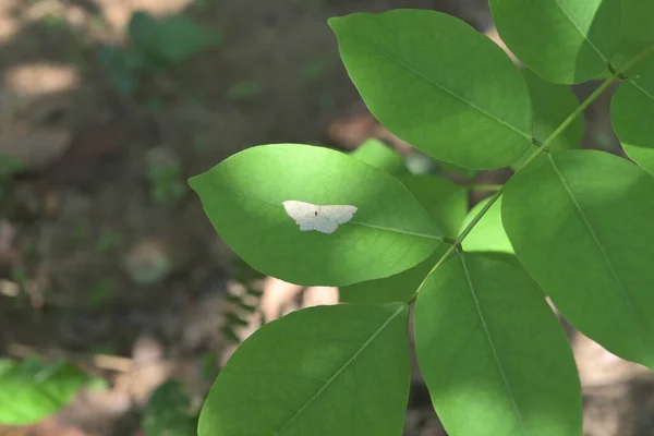 Hochwinkelaufnahme Einer Kleinen Weißen Motte Auf Der Blattoberfläche Einer Schnellsteckpflanze — Stockfoto