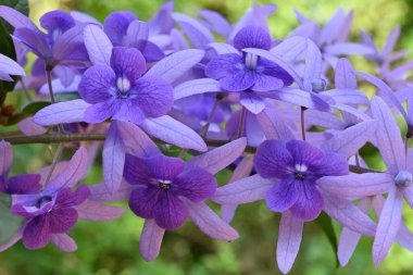 Güzel çiçekler, bir Zımpara kağıdı sarmaşığının (Petrea Volubilis) duvar kağıdı görüntüsü. Bu mor renkli çiçekler aynı zamanda Mor çelenk olarak da bilinir.