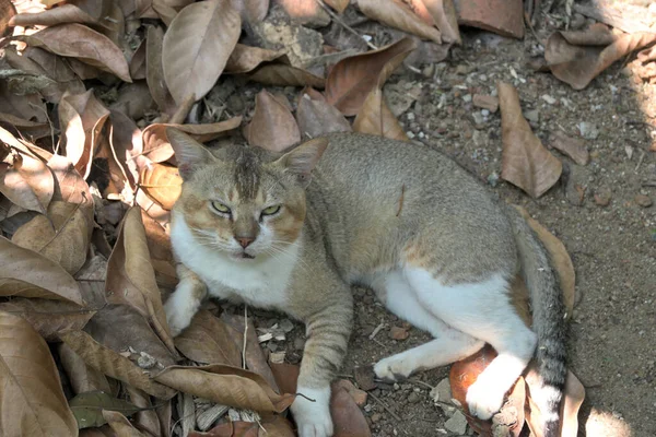 Smutně Vypadající Ospalá Kočka Zírající Kamery Zatímco Leží Zemi Naplněná — Stock fotografie