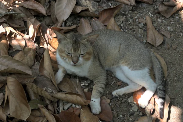 Ospalá Kočka Zavřenýma Očima Ležící Zemi Naplněná Suchým Listím Dvorku — Stock fotografie