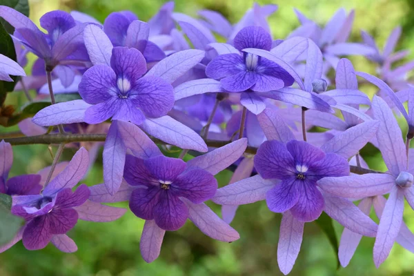 Beautiful flowers wallpaper view of a Sandpaper vine (Petrea Volubilis) .This violet color flowers are also known as the Purple wreath