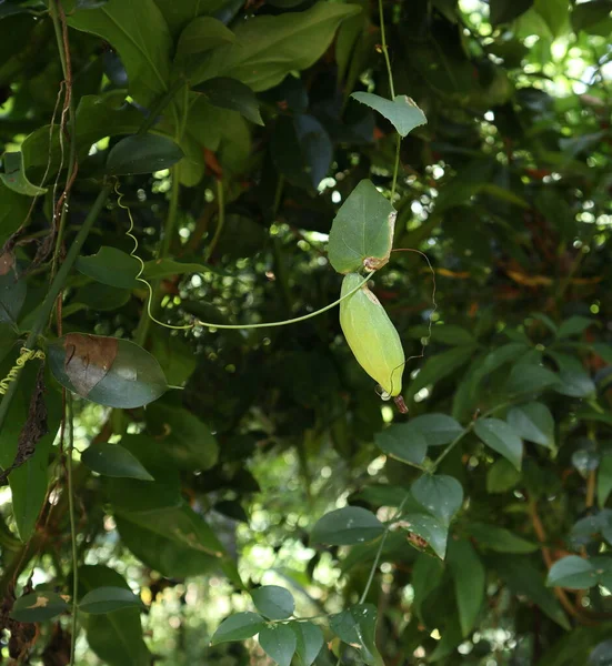 Eine Hängende Unreife Solena Amplexicaulis Frucht Die Gemeinhin Als Kriechende — Stockfoto