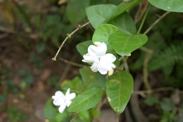 Закрыть Белый Душистый Цветок Jasminum Lerianum Гета Пичча Листья Саду — стоковое фото
