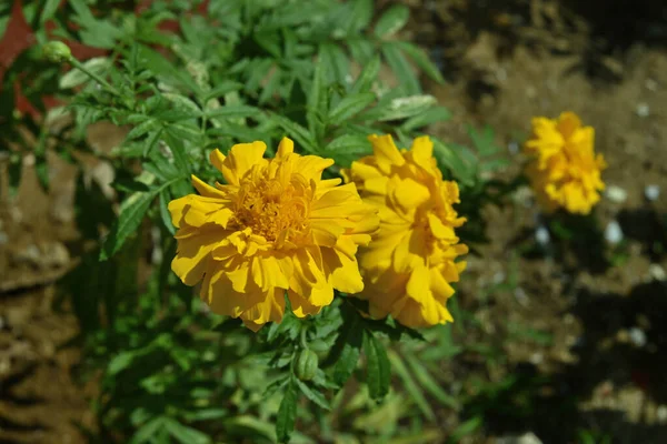 Una Flor Caléndula Amarilla Floreció Jardín También Conocido Como Los — Foto de Stock