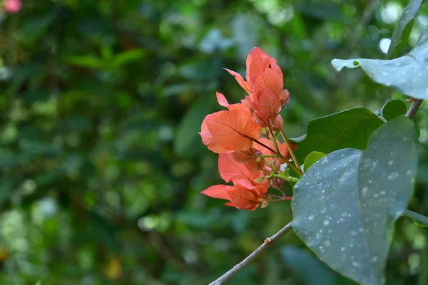 Červenooranžová Barva Bougainvillea Květ Shluk Kvetoucí Větvičku Zahradě — Stock fotografie