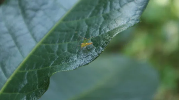 サンドペーパーつるの表面を歩く小さな黄色のクモ Petrea Volubilis — ストック写真