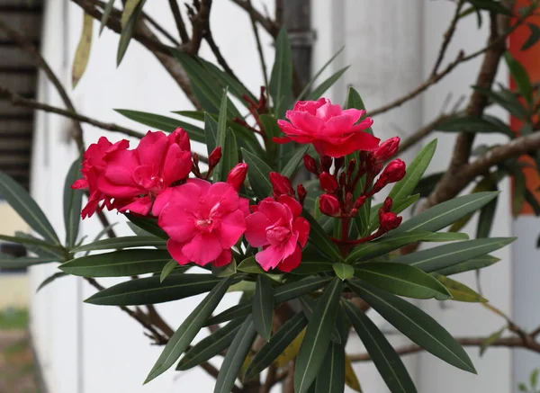 Kwitnące Czerwone Kwiaty Pąki Kwiatowe Zakładzie Kaneru Nerium Oleander Sadzone — Zdjęcie stockowe