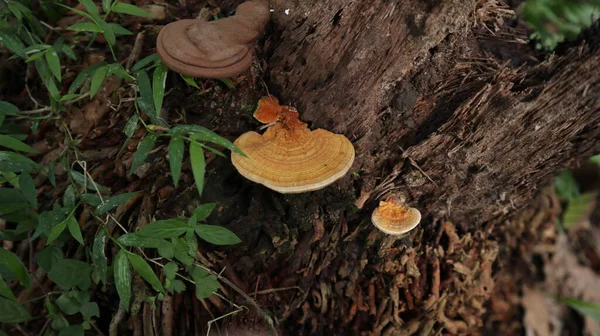 Three Orange Bracket Mushrooms Different Growing Stages Side Surface Same — Stock Photo, Image