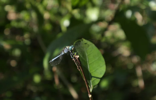 一只蓝眼睛的雄性蓝翅蜻蜓栖息在折断的茎尖上 — 图库照片
