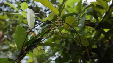 Bir Aristolochia Indica sarmaşığının çiçek kümesinin altında gelişmekte olan bir meyve (tohum kapsülü) ve çiçek ve çiçek tomurcukları vardır.