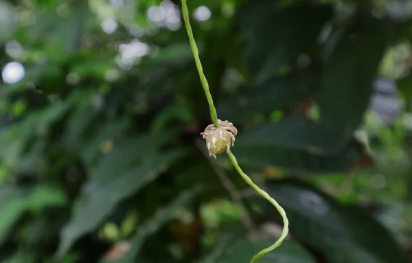 白い山芋品種の小さな空中塊茎が小さな白い根を発達させてつる茎で成長しています — ストック写真