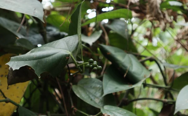 Pequeño Pico Peppercorn Verde Con Pocas Semillas Debido Falta Nutrientes —  Fotos de Stock