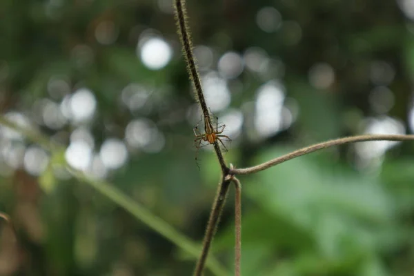 脚に棘のある毛のある白い縞模様のオレンジ色のリンクスクモ オキシオプディウス 乾燥した毛深いつる茎の上を歩いています 低角度ビュー — ストック写真