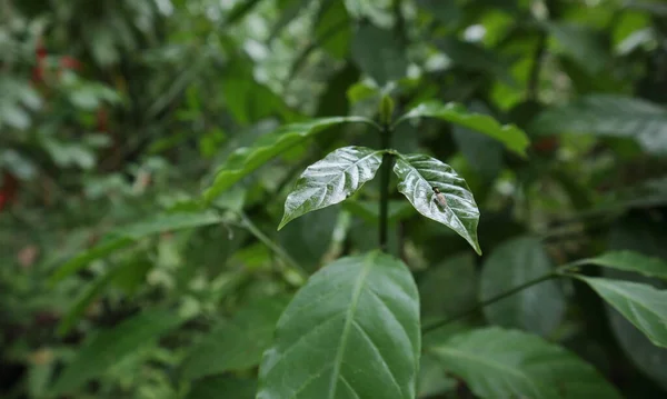 빛나는 커피나무 잎사귀의 머리를 날으는 금속같은 곤충이나 곤충은 진주조개의 종류의 — 스톡 사진