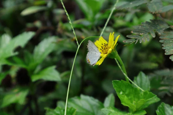 Gram Blue Motýl Euchrysops Cnejus Sbírající Nektar Žlutého Květu Rozkvetlého — Stock fotografie