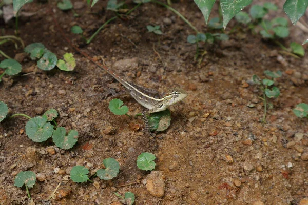 一只雌性花园蜥蜴凝视着那张好奇的脸 它爬行在生长着亚洲针叶树的地上 — 图库照片