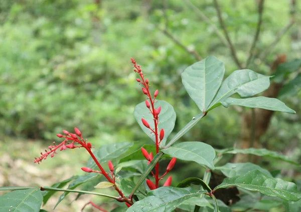 Pohled Květinový Rozkvět Červenými Poupaty Listy Divoké Rostliny Srí Lance — Stock fotografie